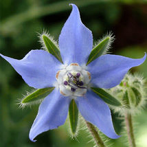 SG 100 Seeds Borage Seeds | Heirloom - Non-GMO | Free Shipping | Herb Seeds - £4.52 GBP