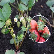Portola Everbearing 10 Live Strawberry Plants, NON GMO, - £15.77 GBP