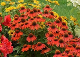 50 Lakota Coneflower Seeds Echinacea Perennial Flowers Flower Seed - £9.55 GBP