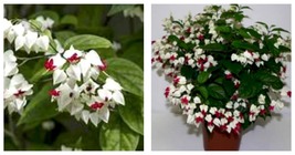 Clerodendrum thomsonia BLEEDING HEART Rooted Starter Plant White &amp; Red Blooms - £29.08 GBP