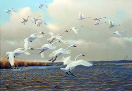Framed canvas art print giclée White swans bird wild country - £31.54 GBP+