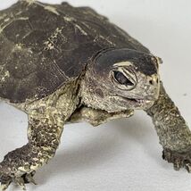 AAA Notched Rubber Tortoise Turtle Figure Realistic Discontinued - $8.35