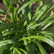 Mibuna Chinese Cabbage Seeds Chinese Broccoli Chinese Kale for garden - $90.50 MXN