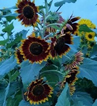 Colored Sunflower 15Seeds From Us - £9.27 GBP