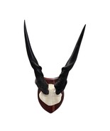 Giant Eland Skull on Wooden Shield- Real African Eland Antelope Head Mount - €219,98 EUR