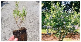 NEW! ( 1 ) - Mini Blues Blueberry Bush - Starter Plant ( 4m ) ( 1 live plant ) - £26.72 GBP