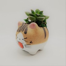 Echeveria Succulents in Laughing Cat Planters, Live Plants in 2.5" Kitten Pots image 4