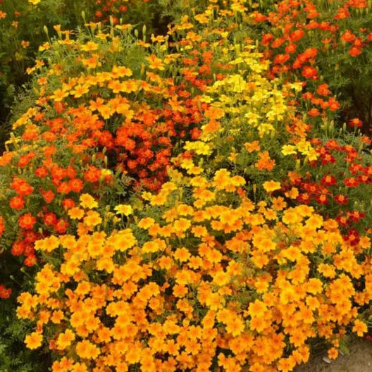 Semilir 200 Signet Marigold Starfire Mix 12 Benefici Non-Gmo Vegetable S... - $9.91