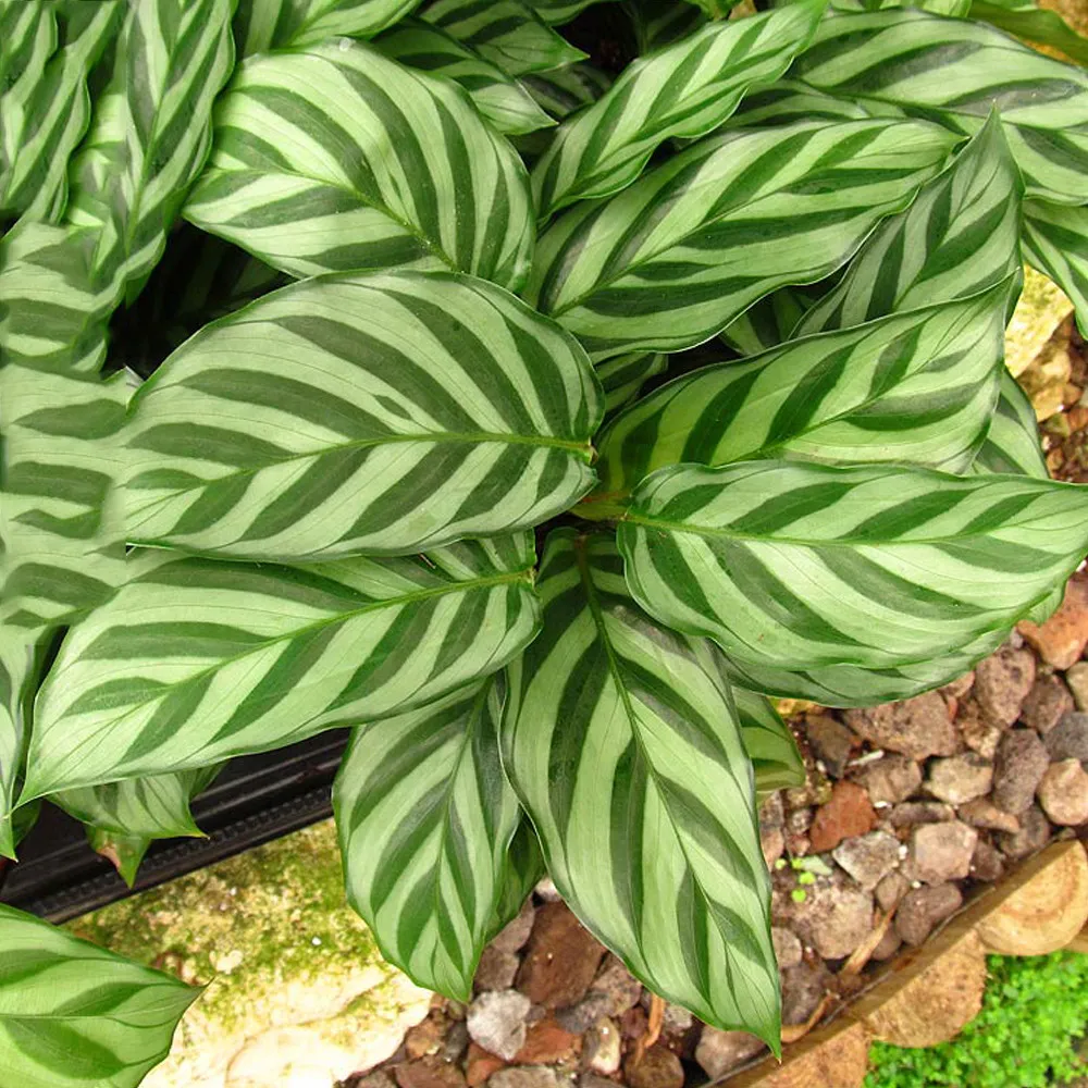 100 pcs calathea seeds : cultivate your indoor jungle - £5.85 GBP