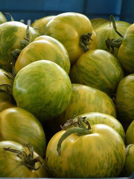 50 Green Zebra Tomato Striped Lycopersicon Fruit Vegetable Seeds Fresh - £7.98 GBP