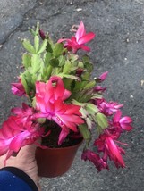 6” Pot Live Plant Red-Christmas Thanksgiving Cactus Schlumbergera truncata - £61.34 GBP