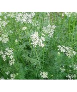 PSA O Brandywine Yellow Red Black Pink Tomato 30 Seeds Ea Beefsteak Slic... - $24.14 CAD