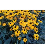 2000+ Black-Eyed Susan Seeds (Rudbeckia hirta) 2024 - $2.49