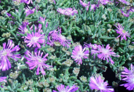 10 Pc Seeds Purple Hardy Ice Plant, Delosperma floribundum Seeds for Planting RK - £15.15 GBP