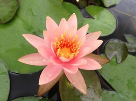 5 Soft Pink Lotus Seeds Nelumbo Nucifera Flowering Blooms Hardy Tropical... - $12.98