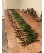   7 RED MANGROVE PLANTS PROPAGULES SUPER HEALTHY freshwater/ saltwater  - $360.45 MXN