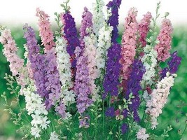 US Seller Free Shipping 50 Delphinium Seeds Pacific Giant Mix Flower See... - $14.75