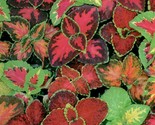 350 Seeds Coleus Rainbow Mix Seeds Shade Garden Container Houseplant Gro... - £7.20 GBP