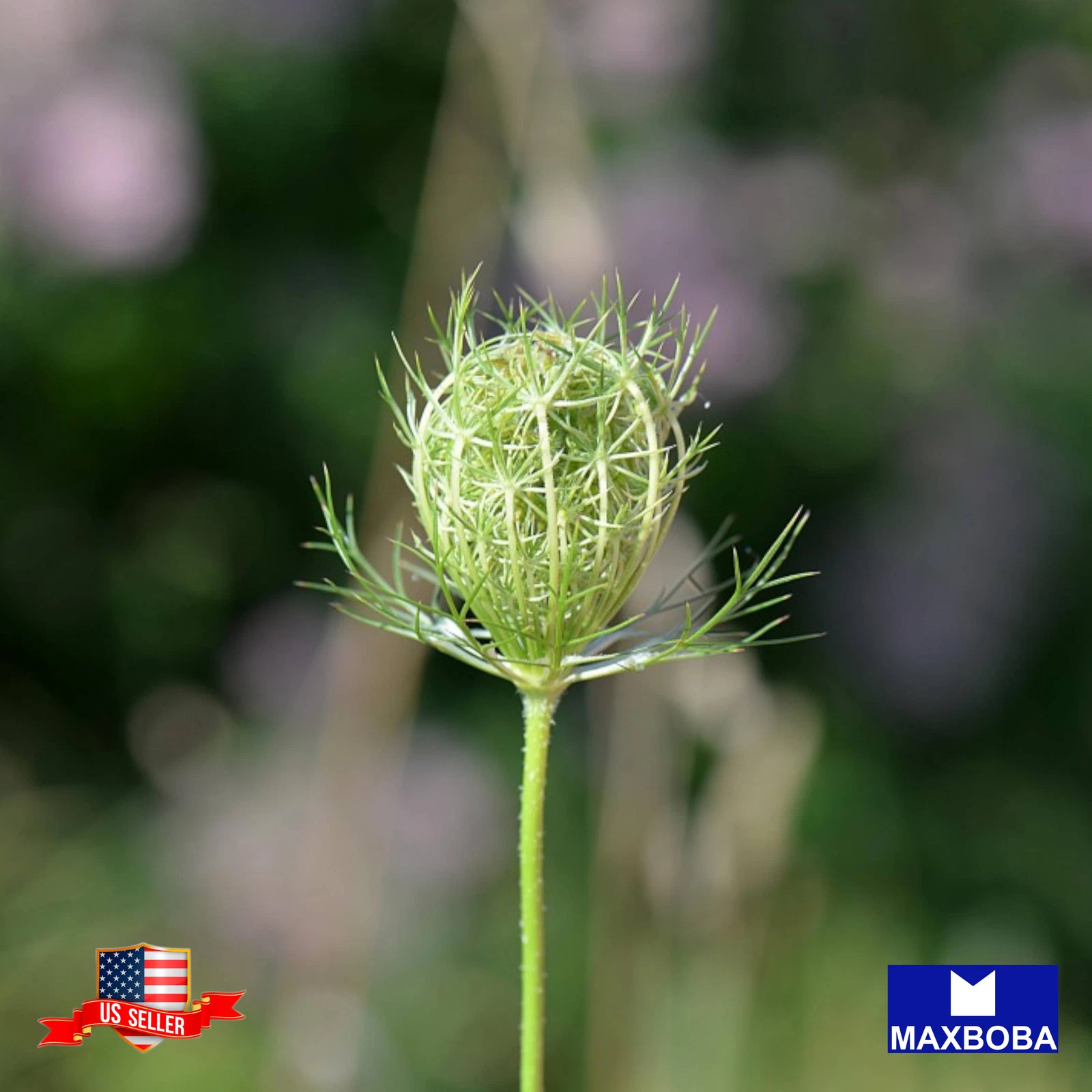 Caraway Seeds Heirloom Non-GMO - $11.30 CAD
