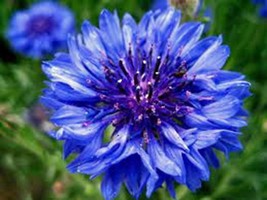 Dwarf Blue Bachelor Button 500 Seeds Organic, Beautiful Flower, Border Flower - £7.02 GBP