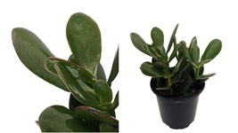 Jade Plant - Crassula ovuta - Easy to Grow - 4&quot; Pot - C2 - £40.72 GBP