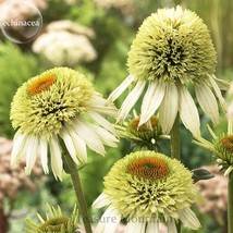 Fresh Coconut Lime Echinacea 100 Seeds Coneflower Single Row Of Green Out Petals - £7.29 GBP