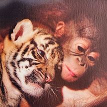 Unlikely Friendships Jennifer S. Holland Gift Book Adorable Animal Stories image 3