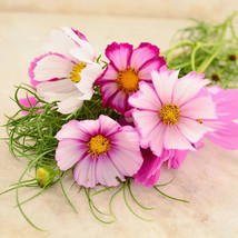 SGHOST 100 Bouquet Cosmos Candystripe Seeds Premium Cut Flowers USA Seller - £6.70 GBP