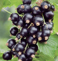 Ben Lomond black currant, 1 rooted plant 6-12&quot; tall, 1 year old - £22.82 GBP