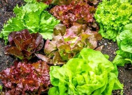 Gourmet Salad Blend Lettuce Seeds 600+ Vegetable Garden - £7.80 GBP