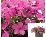 Pink Phlox Woodlander 4iches Pot Plant Wild Sweet William Live Plant - $24.93