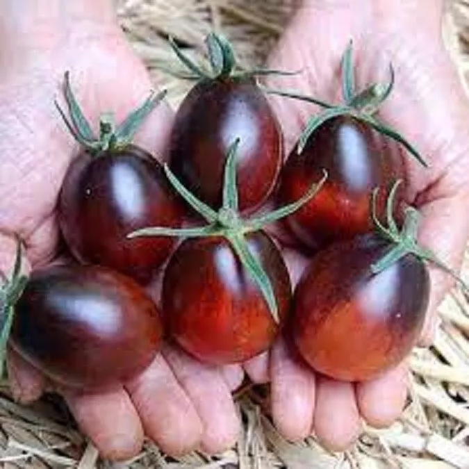 50 Seeds Indigo Ruby Tomato Juicy Vegetable Fresh USA Fast Shipping - £13.09 GBP