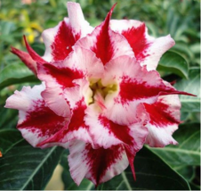 Pink Adenium Obesum Seeds Desert Rose Bonsai Tree Flower Plants Gardening USA SE - $11.88