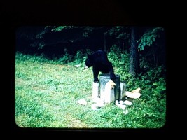 Bear Getting Into Trash Trap Found Slide Photo Original OOAK 1955-59 Kodachrome - £6.66 GBP