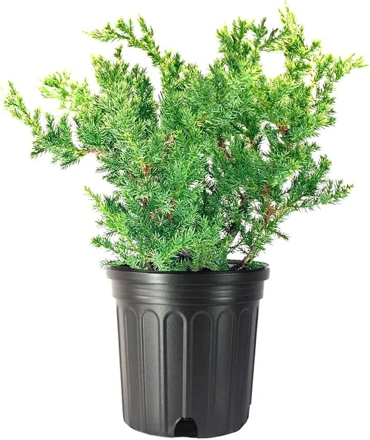 San Jose Juniper Live Plant Juniperus Chinensis - $63.89