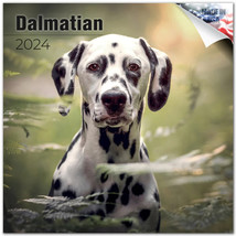 Dalmatian Wall Calendar 2024 DOG PET Animal Lover Gift Puppy - $24.74