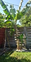 Live Plant Musa - Dwarf Cavendish - 8-12&quot; Banana Tree - £28.90 GBP