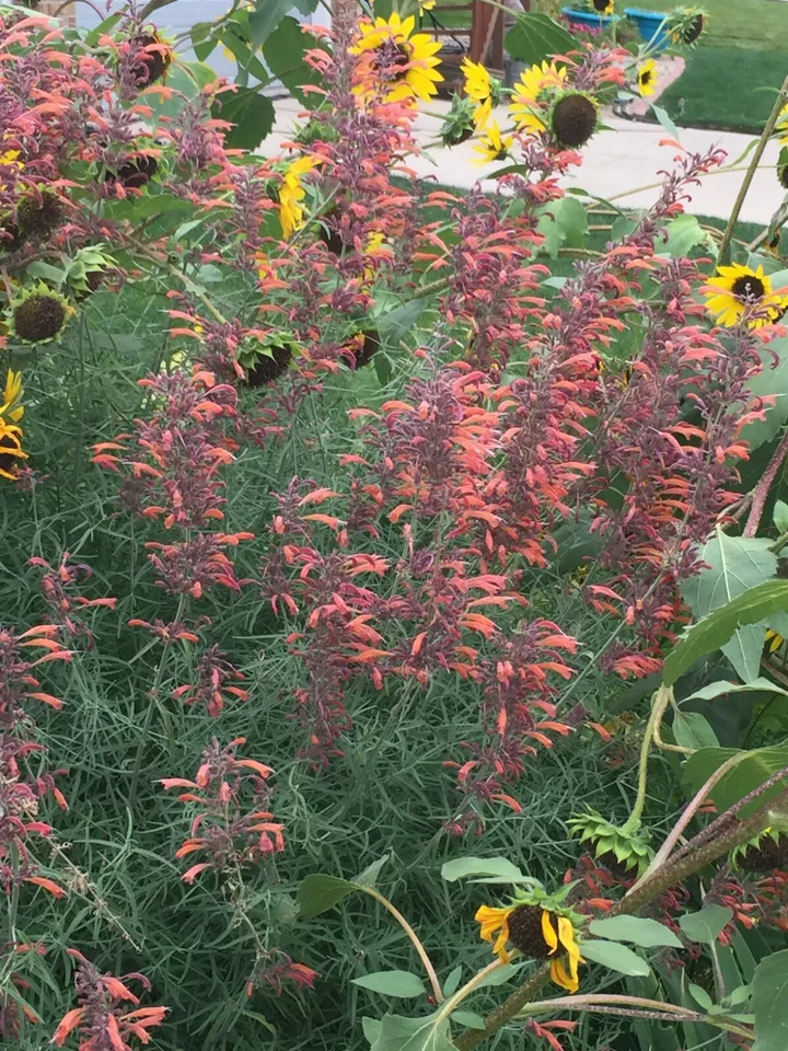 WWATER 1000 Seeds Agastache Rupestris Licorice Mint Sunset Hyssop Hummingbirds - £27.04 GBP