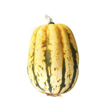 25 Jester Squash Seeds Non-GMO, Heirloom, Fast Shipping - £7.12 GBP