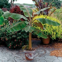 Live Plant Musa - &#39;Dwarf Cavendish&#39; - Banana Tree - Gardening - £32.76 GBP