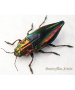 Rainbow Jewel Cyphogastra Javanica Real Beetle Entomology Collectible Sh... - €49,43 EUR
