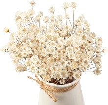 Natural Dry Flowers Brazilian Small Star Home Decorations (200) - £28.71 GBP