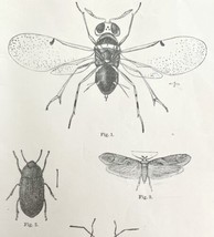 Enemies Of Cottony Cushion Scale Insect Drawings Victorian 1887 Art Prin... - $24.99