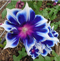 100 pcs/Bag Morning Glory Seeds Blue Glory Fragrant Garden Climbing Flowers Hang - £3.57 GBP