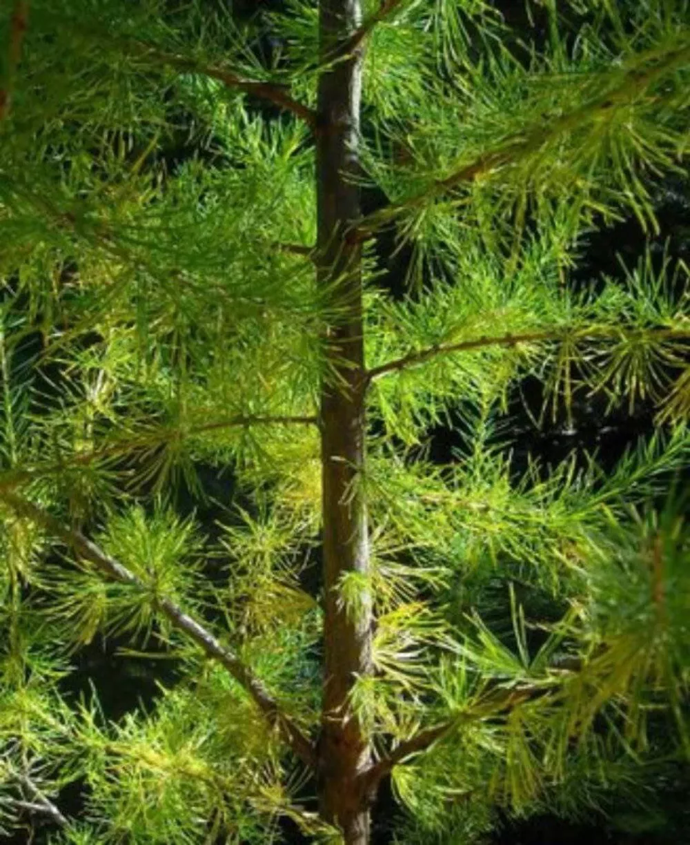 25 European Larch Tree Pine Pinetree Evergreen Larix Decidua Seeds Usa Seller - $10.60