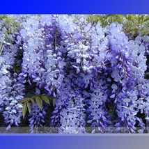 Blue Wisteria Strong Fragrant Flower 100 Seeds Woody Garden - £12.18 GBP