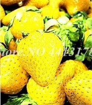 Fresh 300 Seeds Giant Strawberry Seeds Yellow Color - £10.20 GBP