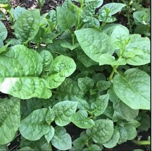 30 Seeds Organic Green Malabar Spinach MồNg Tơi Free Green Round Eggplant Seeds  - $11.16