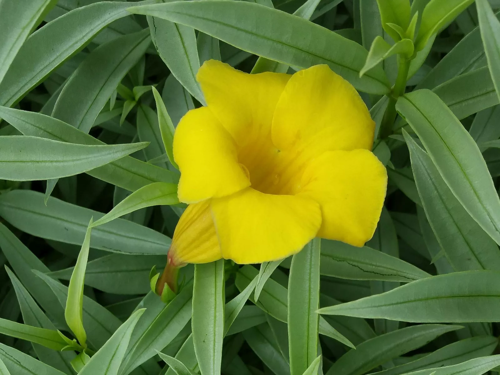 Silver jenny dwarf allamanda bush plant thumb200