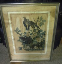 Antique John J. Audubon Print FRAMED Carolina Pigeon Turtle Dove - £39.10 GBP